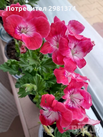 Кралски мушката