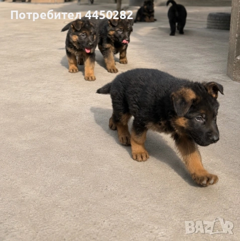 Малки немски овчарки, снимка 2 - Немска овчарка - 55066133