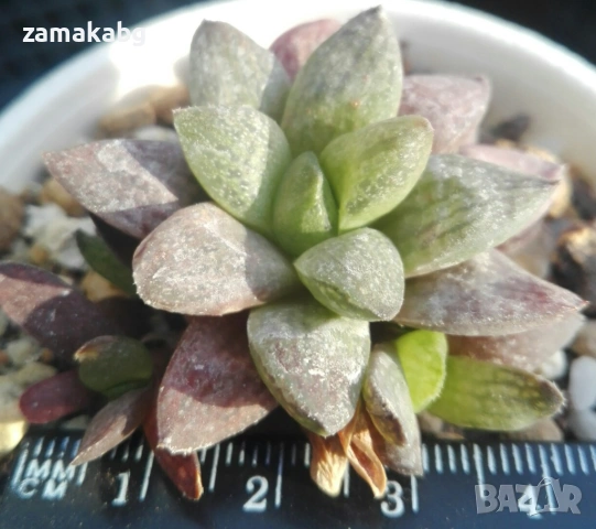 Хавортия (Haworthia Platbos), сукулентно растение
