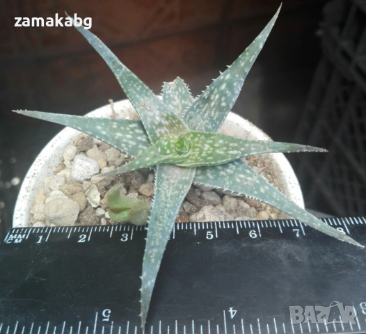 Алое (Aloe descoingsii, dwarf, blue), сукулентно растение