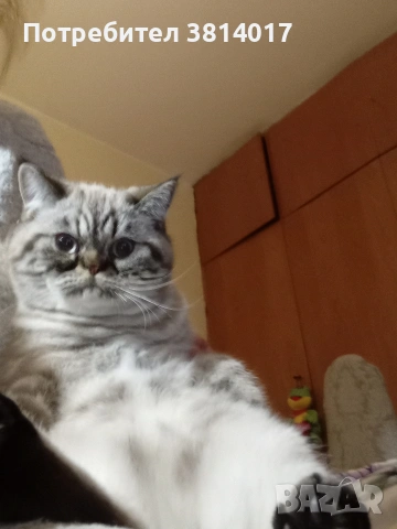 табй котета , снимка 2 - Други - 54424069