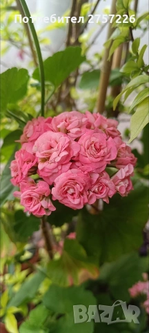 P.Graingers antique rose