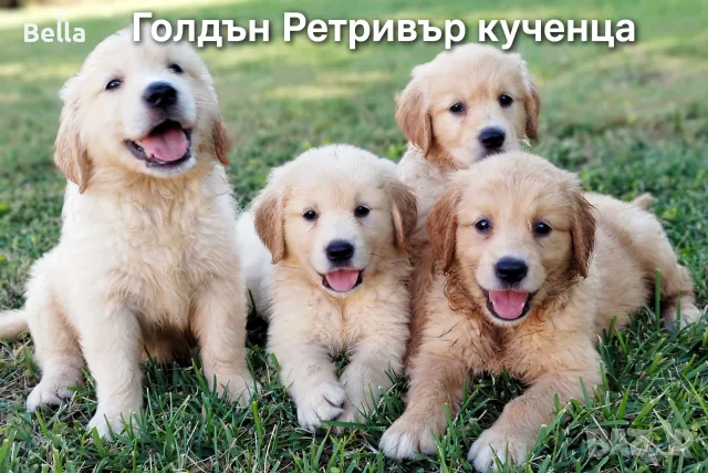 Golden retriever /puppies 