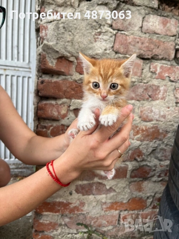 Подарявам малки котенца, снимка 4 - Други - 55125741
