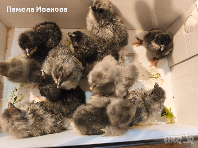 Пилета, снимка 4 - Кокошки и пуйки - 54715681