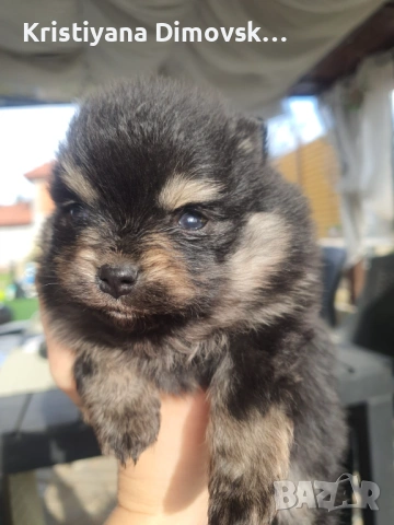 Продавам померан , снимка 12 - Померан - 54177752