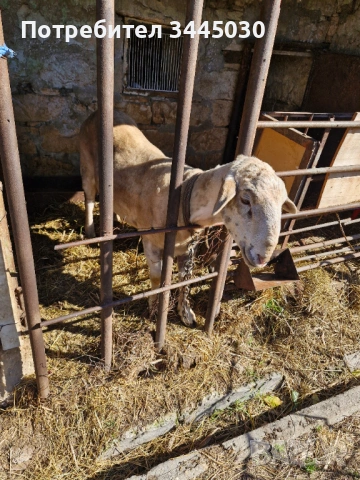Продавам коч 