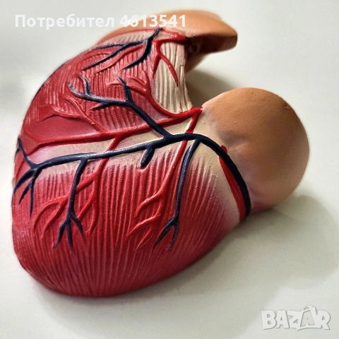 ретро СОЦ учебно сърце (анатомичен модел) гумиран модел, снимка 3 - Антикварни и старинни предмети - 55088424