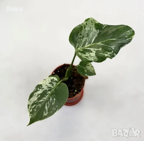 Monstera Bulbasaur Variegata, снимка 4 - Стайни растения - 55322883
