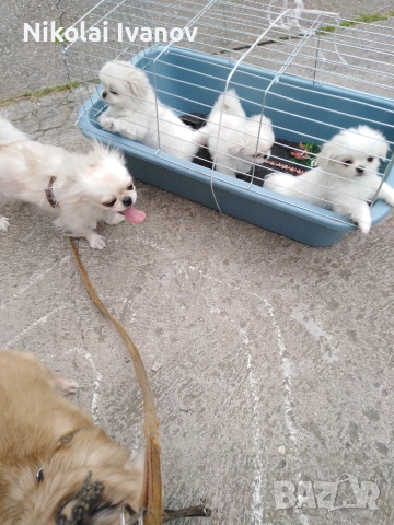 Бели мъжки пекинезчета на 75 дни , снимка 4 - Пекинез - 54176658