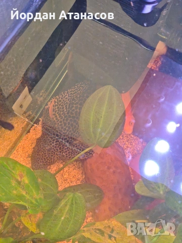 Три големи сома (Pleco), снимка 6 - Рибки - 54895114