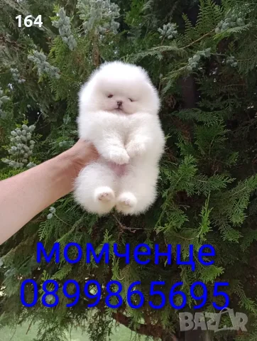 Бели мини Померани. Реални снимки !!!