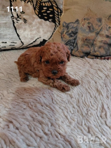 Тийкъп Той Пудел, снимка 7 - Пудели - 54014156