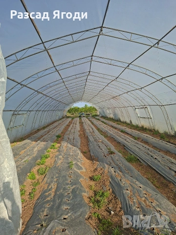 Продавам орънжерии, снимка 2 - Оранжерии - 54542694