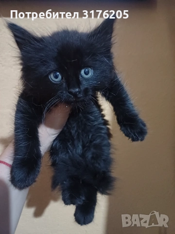 Мъжко котенце търси дом