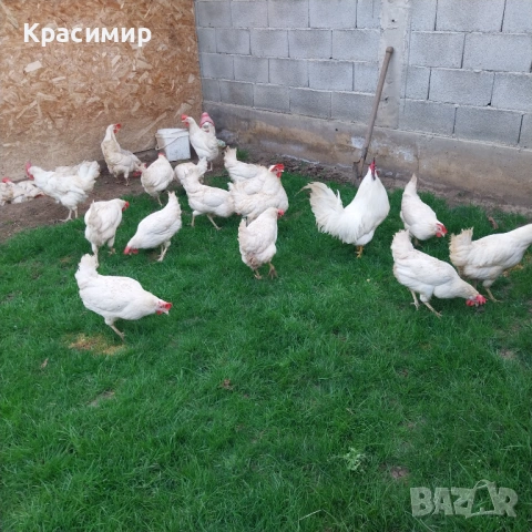Разплодни яйца от бял Легхорн, снимка 4 - За птици - 54383823