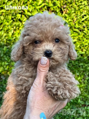 Той пудел , снимка 3 - Пудели - 54349382