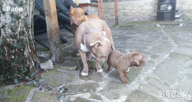 Американски питбул териер ,,Ред ноус''(American pitbull terrier Red nose), снимка 6 - Питбул - 54653295