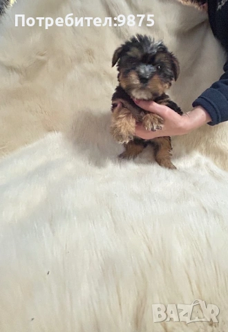 Продавам йоркита, снимка 5 - Йоркширски териер - 54015090