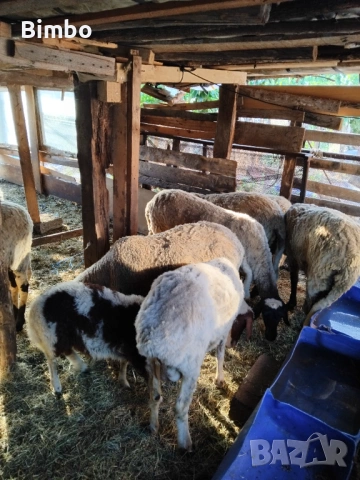 Продавам 3 агнета и 1 коч, снимка 3 - Овце - 54214856