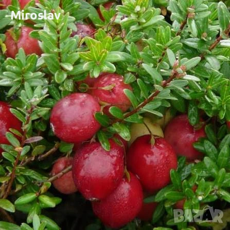 Червена Боровинка