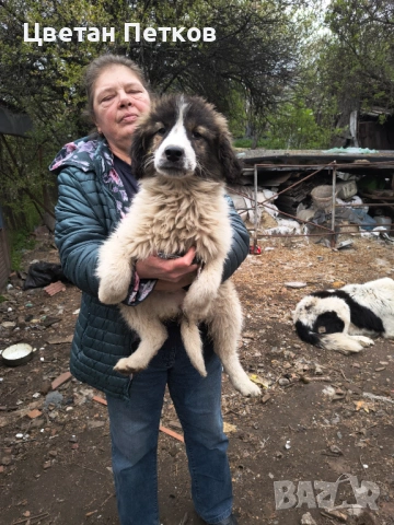 Каракачанки , снимка 7 - Каракачанска овчарка - 53824782