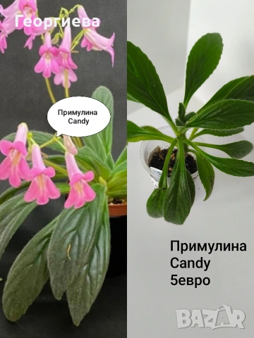 примулина