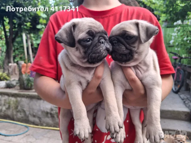 Мопс малки  .....