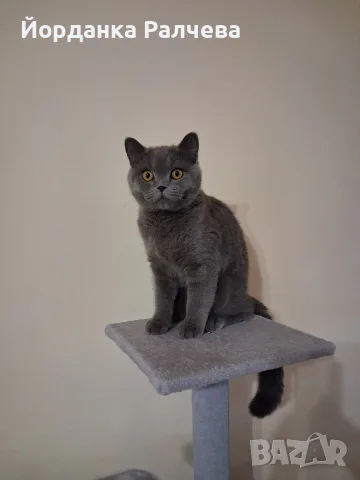Британска женска котка, снимка 12 - Британска късокосместа - 55590061