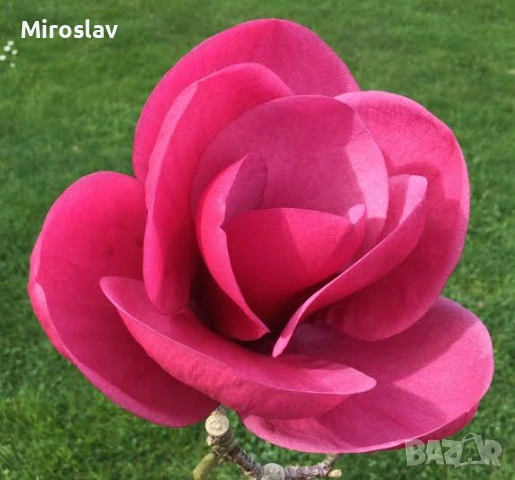 Магнолия „Диня“ 
