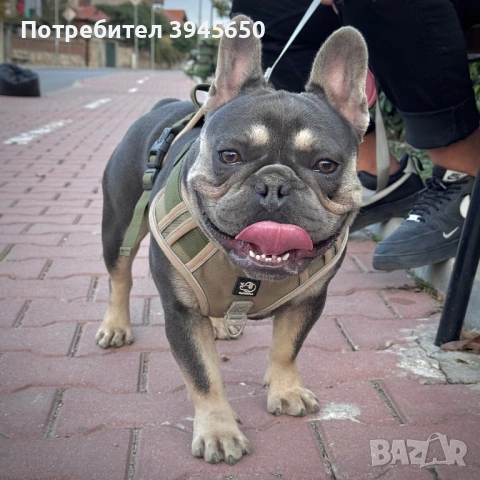 Френски булдог за разплод 