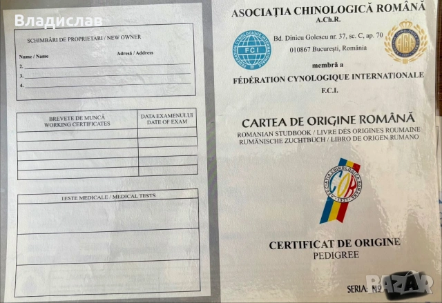 Продавам Тибетски мастиф с родословие внесен от Румъния , снимка 5 - Мастиф - 54375038