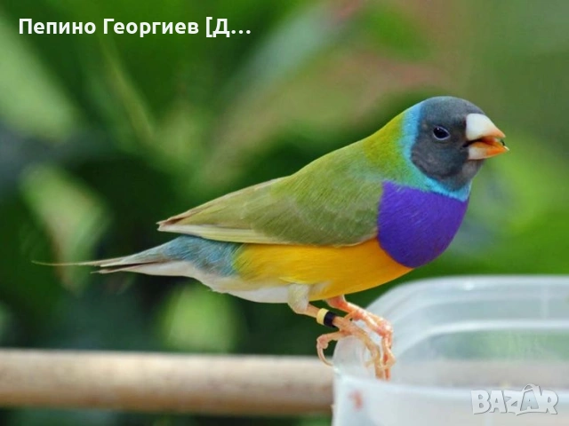 Гулдови Амадини, снимка 3 - Амадини - 54125766