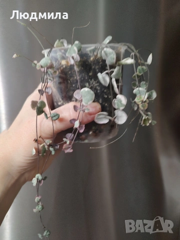Церопегия Ууди варигата /Ceropegia woodii Variegata