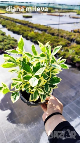 Евонимус Браво, Euonymus japonicus Bravo, снимка 8 - Градински цветя и растения - 54457987