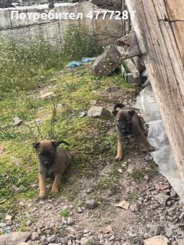 Кученца белгийска овчарка малиноа микс – пазачи, 50 дни, спешно“, снимка 6 - Белгийска овчарка - 54039876