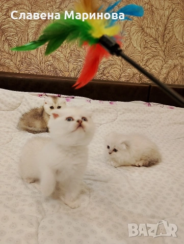 Шотландски котета ,сребърна чинчила, колорпойнт, дългокосместа котка, снимка 2 - Чинчили - 54735813