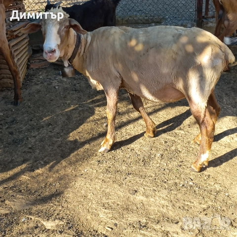 2 овци 2агнета и 2кози