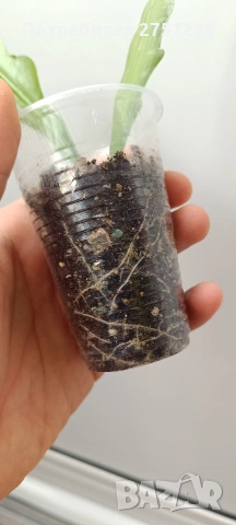 Disocactus crenatus, снимка 5 - Стайни растения - 54187692