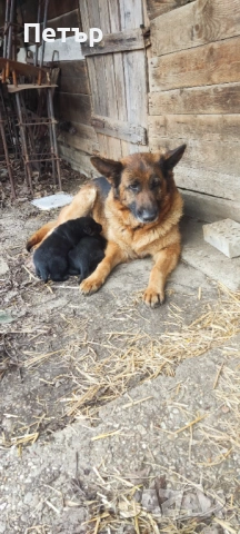 Подарявам кученца