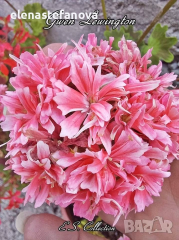 Сортови мушката (пеларгонии), снимка 2 - Стайни растения - 54621638
