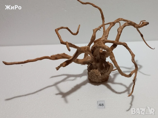 Корен от Азалия /декорация/ 48