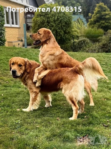 Голдън ретривър момче родословен баща, снимка 11 - Голдън ретривър - 54366591