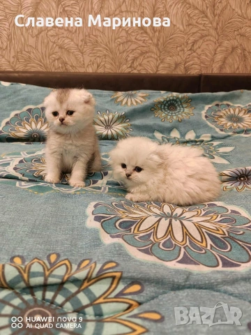 Шотландски котки , сребърна чинчила, колорпойнт, дългокосместо шотландско коте , снимка 8 - Чинчили - 54590741