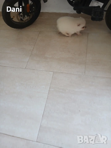 Mini Pomeran, снимка 11 - Померан - 54685042