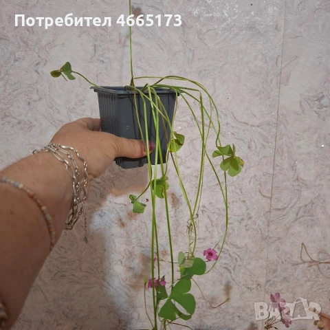 Комплект Цветя Детелини, снимка 7 - Стайни растения - 55017101