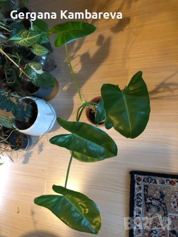 Philodendron Burle Marx , снимка 2 - Стайни растения - 54811824