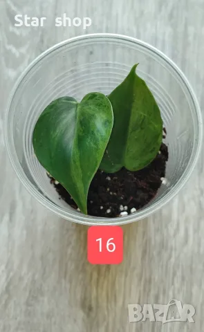 Филодендрон- Philodendron Hederaceum Variegata, снимка 16 - Стайни растения - 55295623