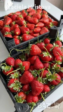 Продавам разсад ягоди , снимка 6 - Други стоки за дома - 54026538