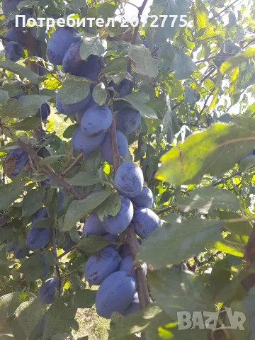 сини сливи - собствено бране, снимка 3 - Домашни продукти - 55703929